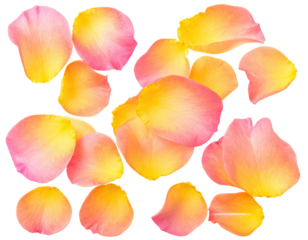 Vibrant rose petals arranged