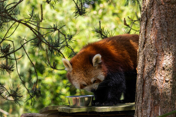 Fototapeta premium Panda Roux