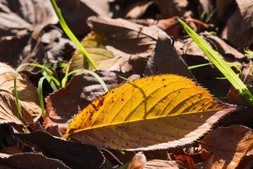 秋の森　紅葉した落ち葉が日差しで輝く18
