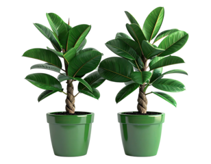 Two identical fiddle leaf fig trees in green pots