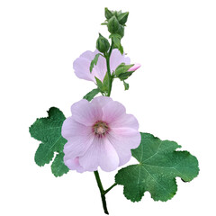 Hollyhock Pink flowers with white background, violet flower isolated on white background
