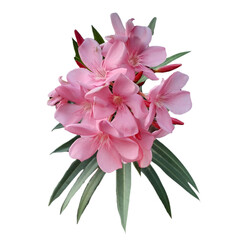 Nerium oleander in white background, pink lily isolated on white background