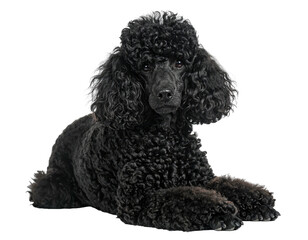 Black poodle lying down