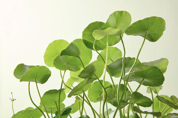 Centella leaves grouped together with soft background. Natural green tones emphasize freshness, used in cosmetic advertising visuals.