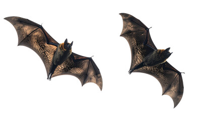 Fototapeta premium Pair of flying bat shadow designs isolated on transparent background
