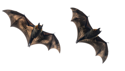 Pair of flying bat shadow designs isolated on transparent background