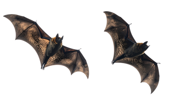 Pair of flying bat shadow designs isolated on transparent background