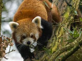 Fototapeta premium Panda Roux
