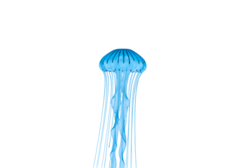Luminous Blue Jellyfish Against Dark Backdrop Isolated on Transparent Background