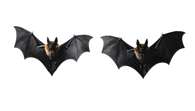 Two bat silhouette variations isolated on transparent background