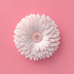 Overhead shot of a large, pale pink gerbera daisy against a solid pink backdrop