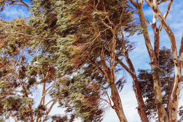 eucalyptus trees in wind and blue sky