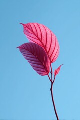 Two vibrant, translucent pink leaves against a light blue sky, showcasing delicate veins