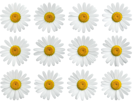 Floral pattern of daisies