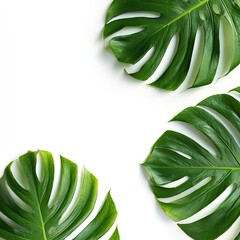 Overhead shot of three vibrant green split-leaf philodendron leaves on a bright white background