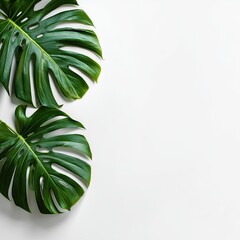 Two glossy, green Monstera leaves against a clean white background, evoking tropical vibes