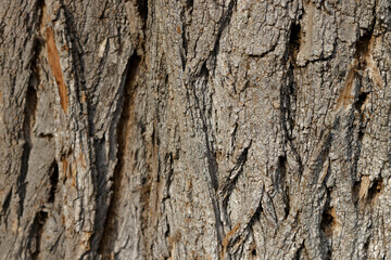 Close-up of textured tree bark