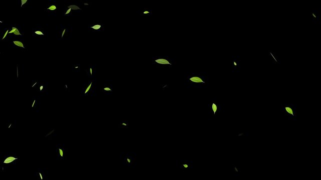 green tea leaves isolated loop trail alpha channel animation, Green natural tea leaves with alpha channel,
Leaves falling animation on green screen 4k. 4k animation of a spring season background 