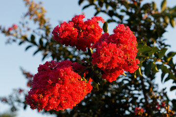 Close-up of three separate branches of a red crepe myrtle, each with fully bloomed flowers bathed in warm golden hour sunlight. 