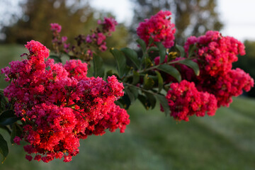 Pink crepe myrtle blossoms close-up in sunlight