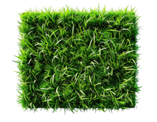 Close-up view of vibrant green grass