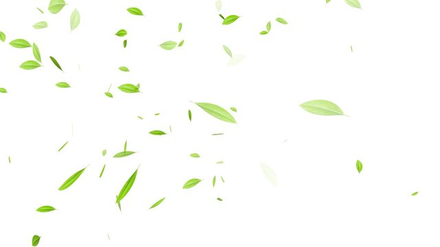 Flying Green leaves over black background. Element Overlay, eaf falling. chroma key background,
Green natural tea leaves with alpha channel, 3d rendering. Maple green leaf falling background.