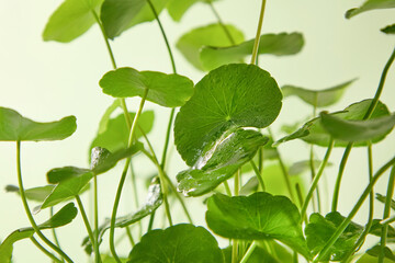 Macro shot of Centella leaves in natural lighting. Clear green textures show freshness and hydration, perfect for skincare concept visuals.