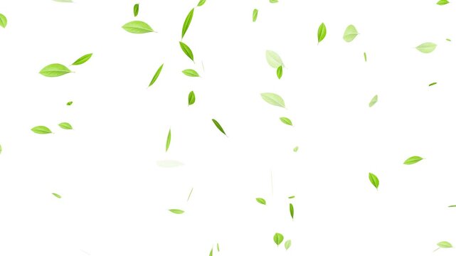 Flying Green leaves over black background. Element Overlay, eaf falling. chroma key background,
Green natural tea leaves with alpha channel, 3d rendering. Maple green leaf falling background.