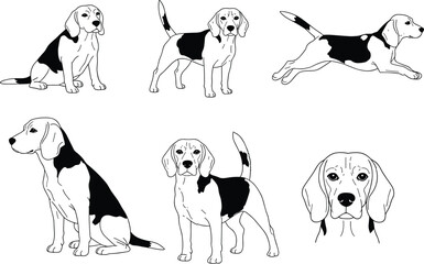 Beagle dog black and white illustration set, sitting beagle, running beagle, standing beagle, pet portrait drawing, cute hound vector design