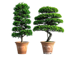 Two stylized bonsai trees in terracotta pots