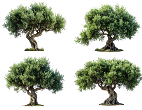 Four olive trees in various poses (1)
