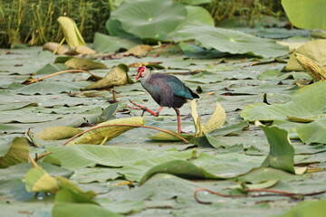 Birds and ducks in the Lake