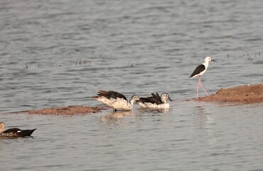 Birds and ducks in the Lake