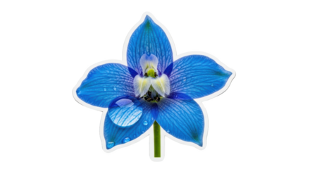 Stunning Blue Delphinium Flower with Water Droplets featuring delphinium, flower, blue, petals, water droplets minimalist concept