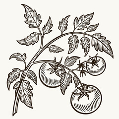 Vector art of tomato branch © Mamun