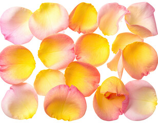 Close-up of vibrant rose petals (1)
