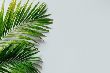 Bright green palm fronds against a pale gray backdrop, offering serene simplicity