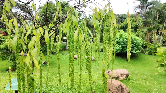 Phyllodium longipes, a tropical shrub native to South China, filmed in vivid 4K natural light, showcasing its elongated leaves, habitat, and ecological role. Ideal for botany education, plant research