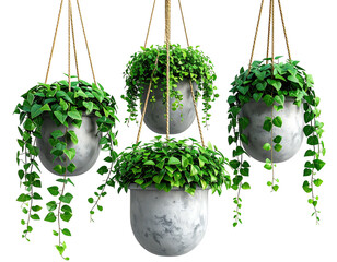 Hanging planters with lush greenery