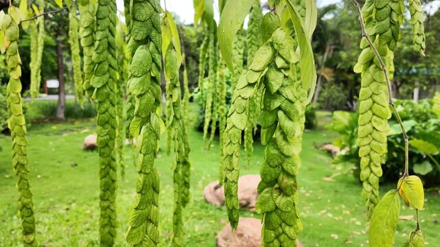 Phyllodium longipes, a tropical shrub native to South China, filmed in vivid 4K natural light, showcasing its elongated leaves, habitat, and ecological role. Ideal for botany education, plant research