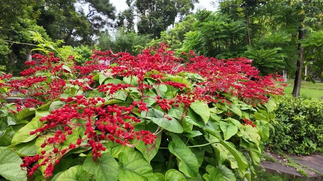 Firmiana simplex, also known as the Chinese parasol tree, filmed in vivid 4K natural light, showcasing its large leaves, bark texture, and habitat. Ideal for botany education, plant research, nature d