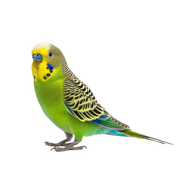 A green and yellow parakeet perched on a transparent background.