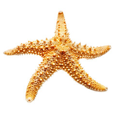 A starfish with a yellow and orange coloration against a transparent background.