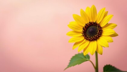 Single sunflower on a pastel background, soft focus, single, nature