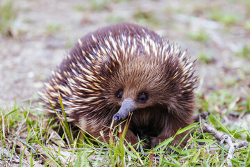 Echidna in Guerilla Bay in Australia