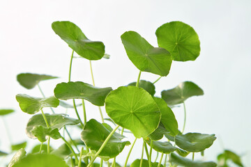 Horizontal composition of fresh Centella plants against a soft light. Botanical photography capturing the vitality of the herbal ingredient.