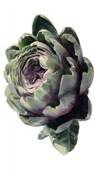 artichoke on a white background