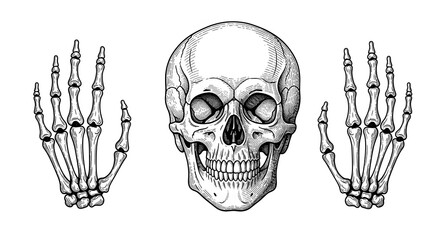 Skull with skeleton hands scary illustration