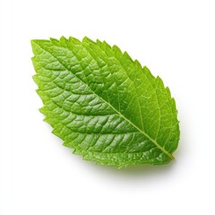 Obraz premium Close-up of a vibrant green leaf, sharply focused against a plain white background. The leaf's serrated edges and visible veins are clearly defined, showcasing its healthy, fresh appearance