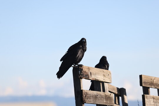 ravens on old rickety fence